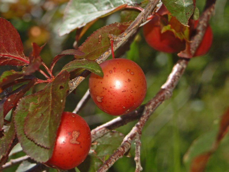 Prunus cerasifera / Ciliegio-susino